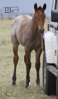 Hancocks Red Hot MA's 2022 Bay Roan Colt